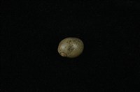 藏品(小石蜑螺)的圖片